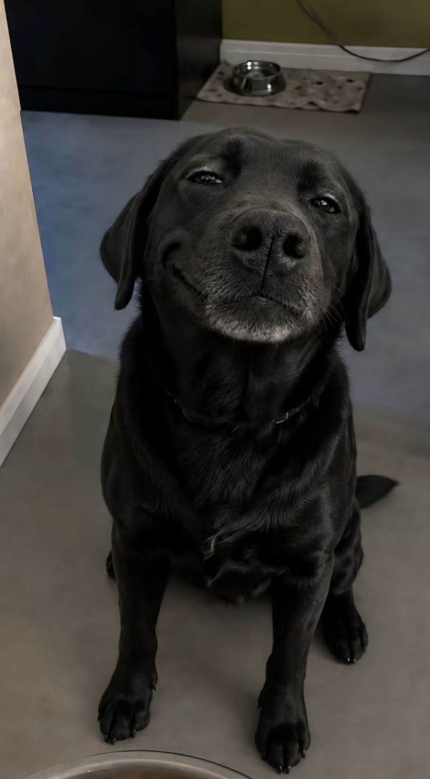 Happy black Labrador memecoin mascot